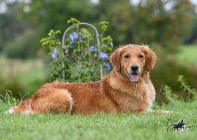Molehill’s Gundog Amazon - Timea