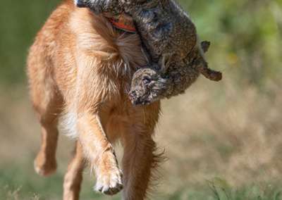 Molehill’s Gundog Amazon - Timea