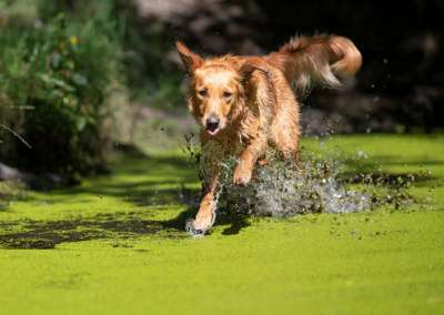 Molehill’s Gundog Amazon - Timea