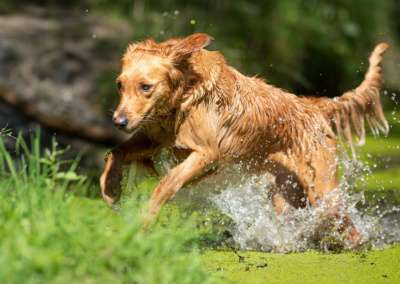 Molehill’s Gundog Amazon - Timea
