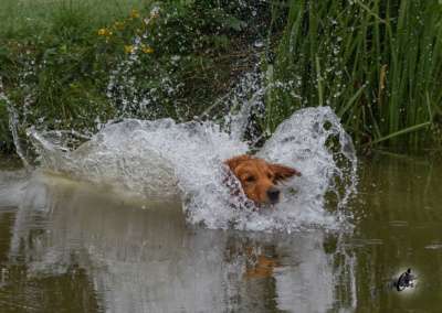 Molehill’s Gundog Amazon - Timea