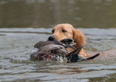 Molehill’s Gundog Amazon - Timea