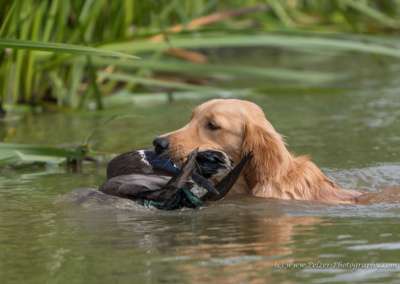 Molehill’s Gundog Amazon - Timea