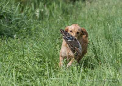 Molehill’s Gundog Amazon - Timea