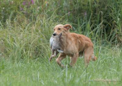 Molehill’s Gundog Amazon - Timea