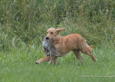 Molehill’s Gundog Amazon - Timea