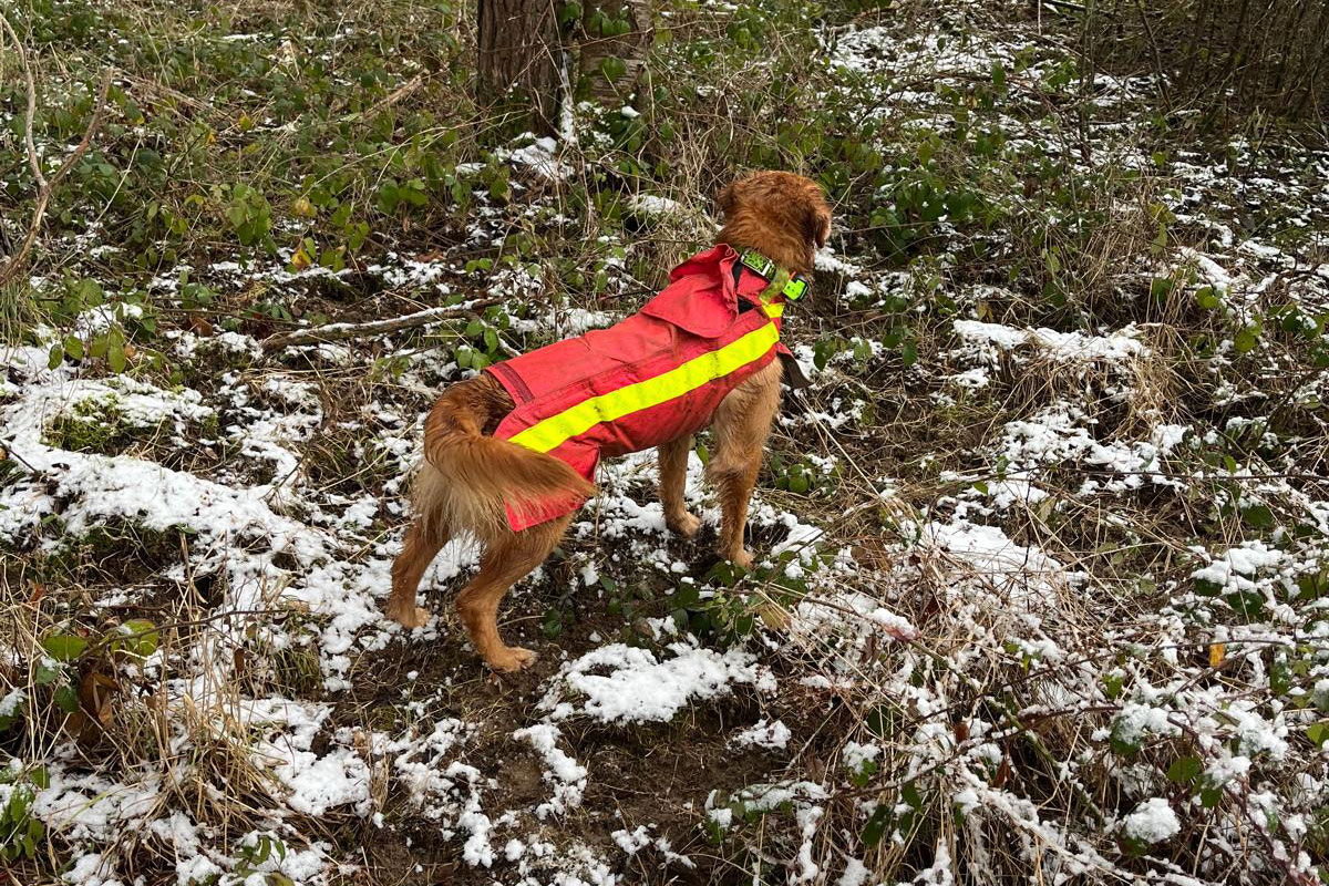 Neuigkeiten 2025 - Drückjagd der Saison 2024 / 2025, mit Timea und Tyra am 04.01.2025