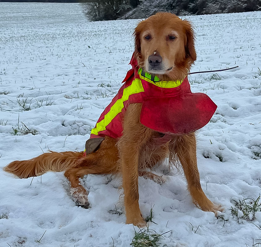 Neuigkeiten 2025 - Molehill’s Gundog Amazon