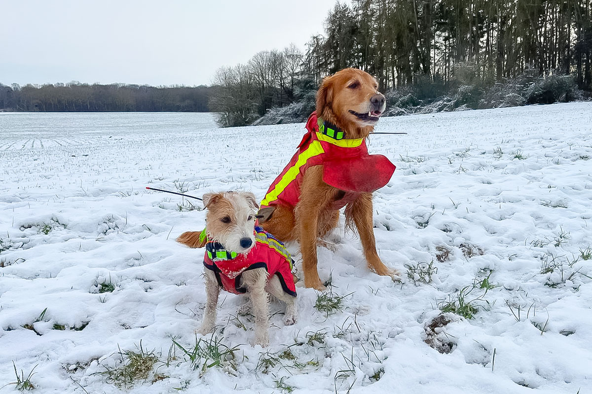 Neuigkeiten 2025 - Drückjagd der Saison 2024 / 2025, mit Timea und Tyra am 04.01.2025