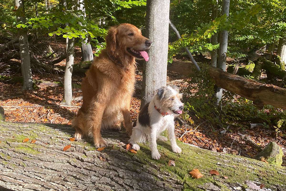 Galerie gemischt Galerie gemischt Working Golden Retriever von der Grünen Bank