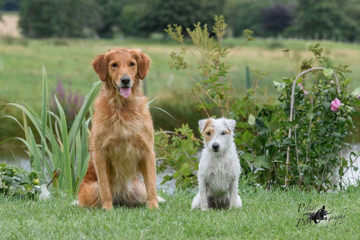 Galerie gemischt Galerie gemischt Working Golden Retriever von der Grünen Bank
