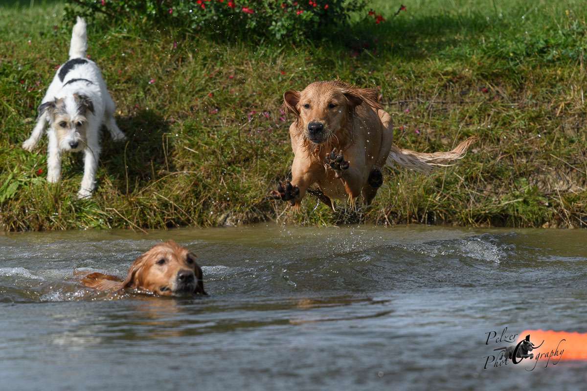 Galerie gemischt Galerie gemischt Working Golden Retriever von der Grünen Bank