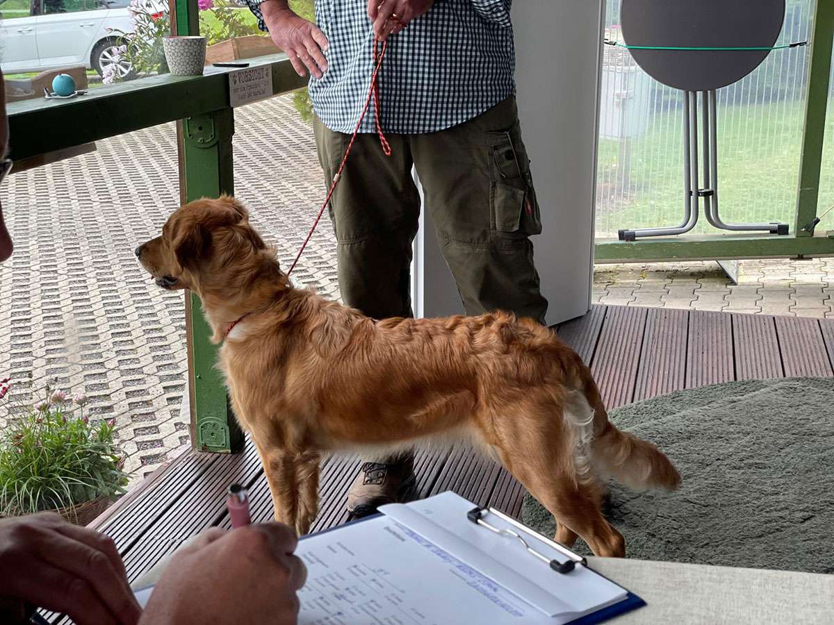 Abigail Comtesse von der Grünen Bank Galerie gemischt Working Golden Retriever von der Grünen Bank